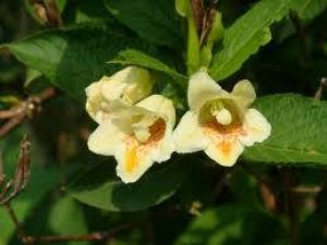 Вейгела Миддендорфа(Weigela middendorfiana)